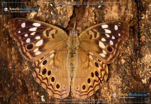 Thumbnail image #1 of the Hackberry Emperor Butterfly