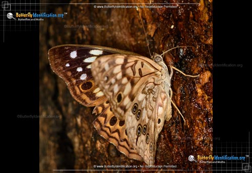 Thumbnail image #4 of the Hackberry Emperor Butterfly