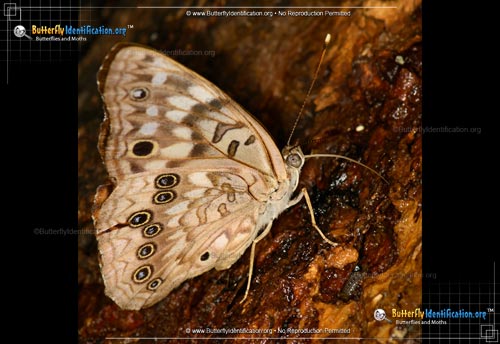 Thumbnail image #5 of the Hackberry Emperor Butterfly