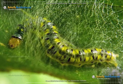 Thumbnail caterpillar image of the Hahncappsia Moth