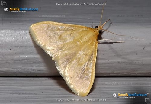 Thumbnail image #1 of the Hahncappsia Moth