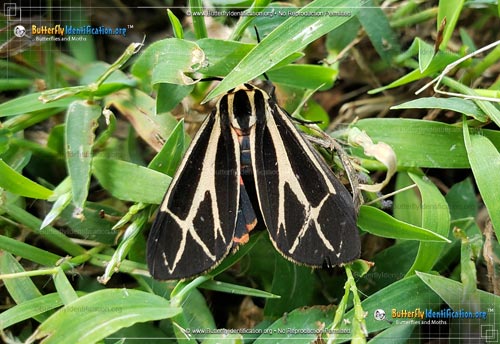 Thumbnail image #3 of the Harnessed Tiger Moth