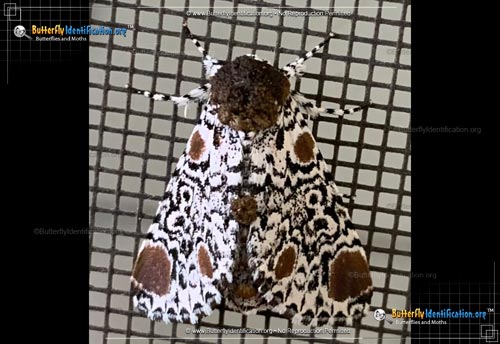 Thumbnail image #1 of the Harris' Three-spot Moth