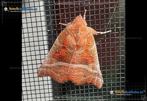 Thumbnail image #1 of the Herald Moth