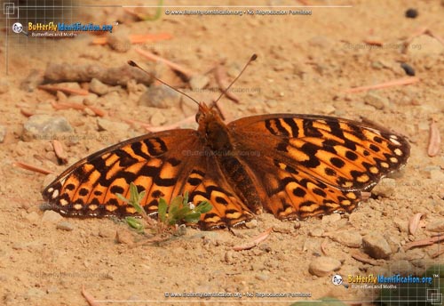 Thumbnail image #1 of the Hesperis Fritillary Butterfly