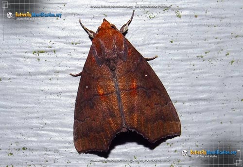 Thumbnail image #1 of the Hibiscus Leaf Moth