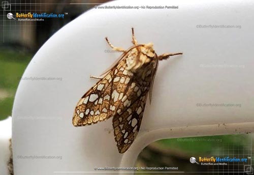 Thumbnail image #1 of the Hickory Tussock Moth