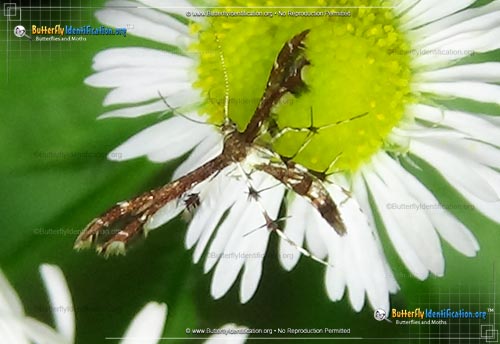 Thumbnail image #2 of the Himmelman's Plume Moth
