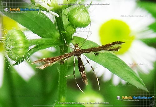 Thumbnail image #1 of the Himmelman's Plume Moth