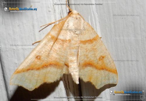 Thumbnail image #1 of the Hollow-spotted Plagodis Moth