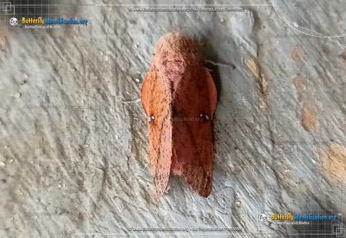 Thumbnail image #1 of the Honey Locust Moth