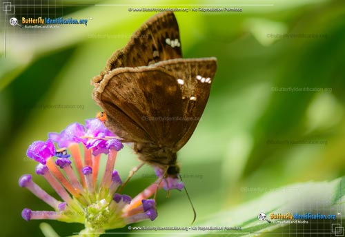 Thumbnail image #2 of the Horace's Duskywing