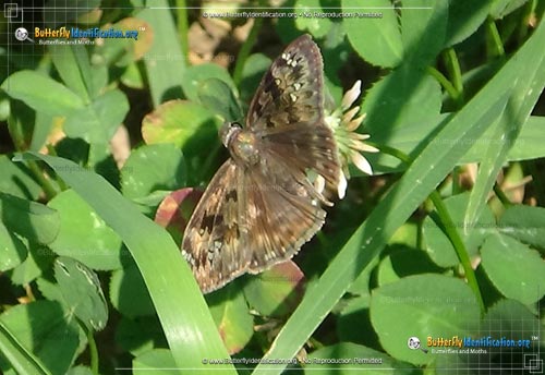 Thumbnail image #5 of the Horace's Duskywing