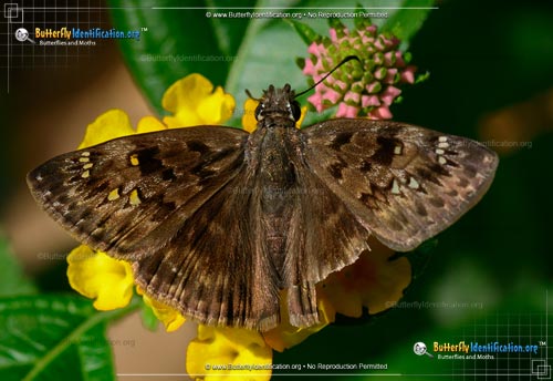 Thumbnail image #4 of the Horace's Duskywing
