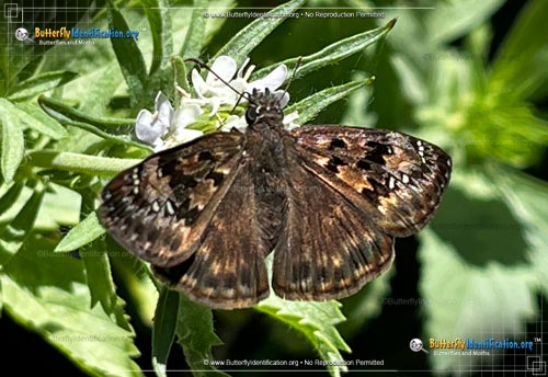 Thumbnail image #3 of the Horace's Duskywing