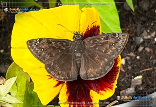 Thumbnail image #6 of the Horace's Duskywing