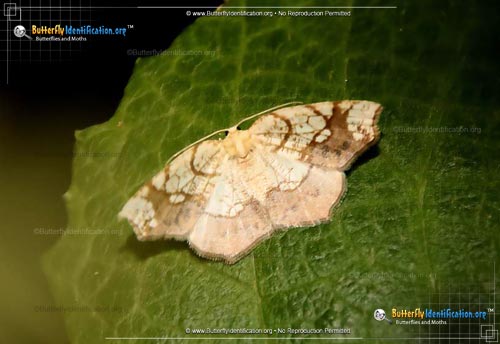 Thumbnail image #2 of the Horned Spanworm Moth