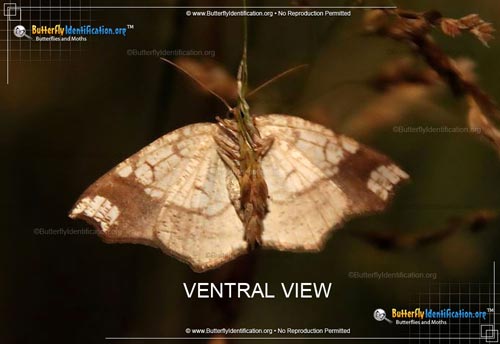 Thumbnail image #3 of the Horned Spanworm Moth