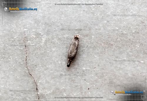 Thumbnail image #1 of the Household Casebearer Moth