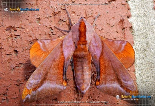 Thumbnail image #1 of the Huckleberry Sphinx Moth