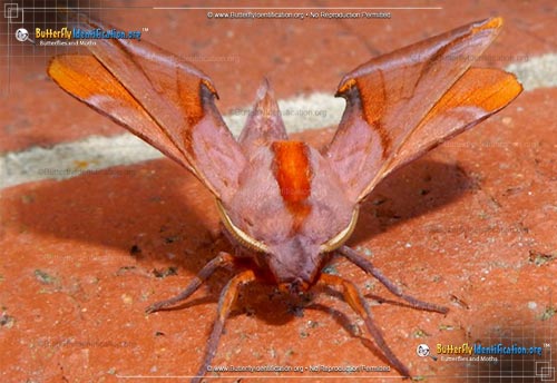 Thumbnail image #2 of the Huckleberry Sphinx Moth