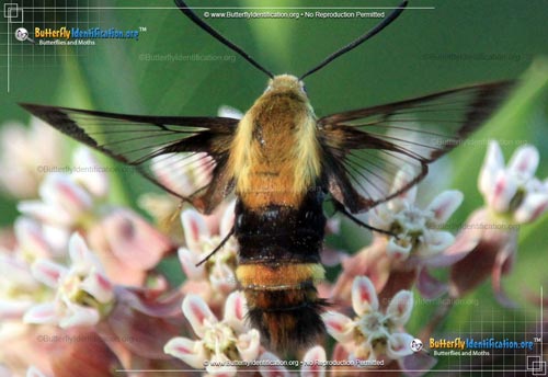 Thumbnail image #4 of the Hummingbird Moth