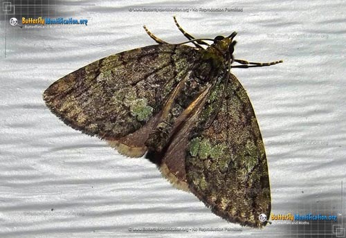 Thumbnail image #1 of the Hydriomena Moth