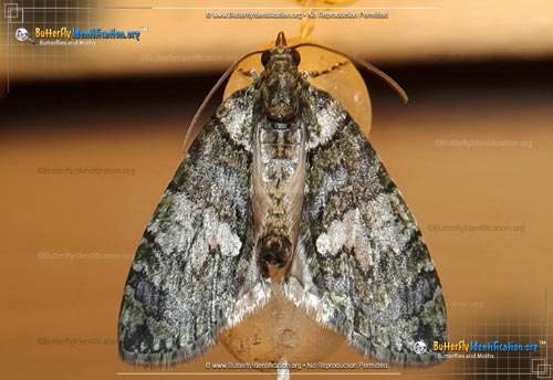 Thumbnail image #2 of the Hydriomena Moth