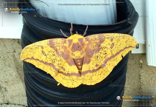 Thumbnail image #1 of the Imperial Moth