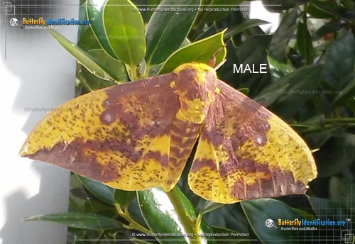 Thumbnail image #2 of the Imperial Moth