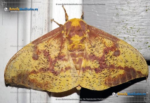 Thumbnail image #3 of the Imperial Moth