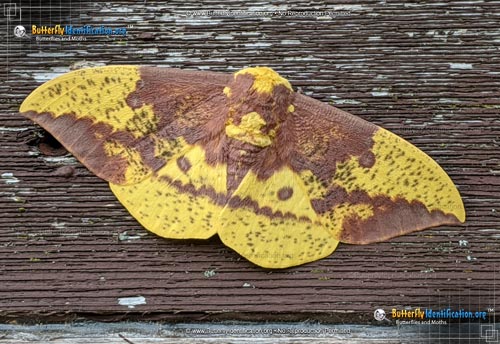 Thumbnail image #6 of the Imperial Moth