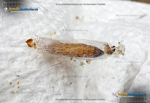 Thumbnail caterpillar image of the Indianmeal Moth