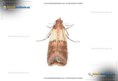 Thumbnail image #1 of the Indianmeal Moth
