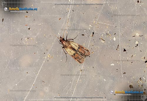 Thumbnail image #2 of the Indianmeal Moth