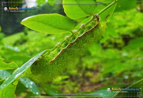 Thumbnail caterpillar image of the Io Moth