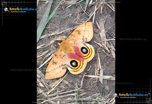 Thumbnail image #2 of the Io Moth