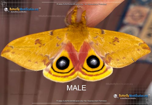 Thumbnail image #1 of the Io Moth