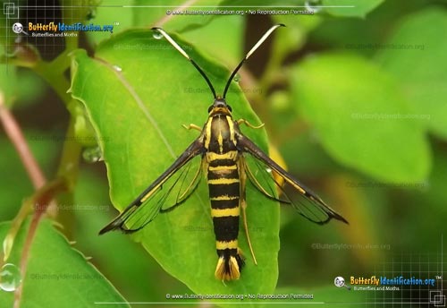 Thumbnail image #1 of the Ironweed Clearwing Moth