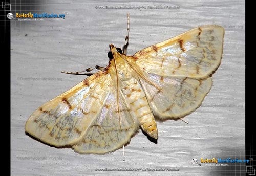 Thumbnail image #1 of the Ironweed Root Moth