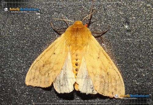 Thumbnail image #1 of the Isabella Tiger Moth