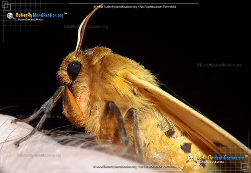 Thumbnail image #3 of the Isabella Tiger Moth