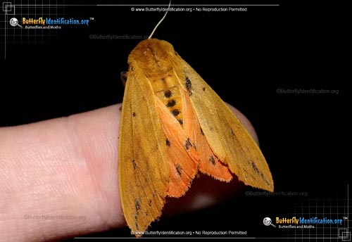 Thumbnail image #2 of the Isabella Tiger Moth