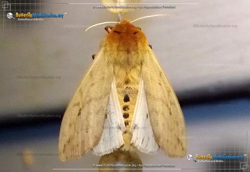 Thumbnail image #5 of the Isabella Tiger Moth
