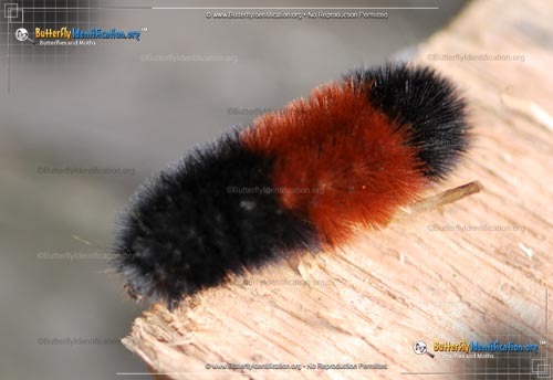 Thumbnail caterpillar image of the Isabella Tiger Moth