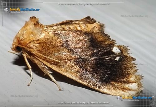 Thumbnail image #1 of the Jewel-tailed Slug Moth