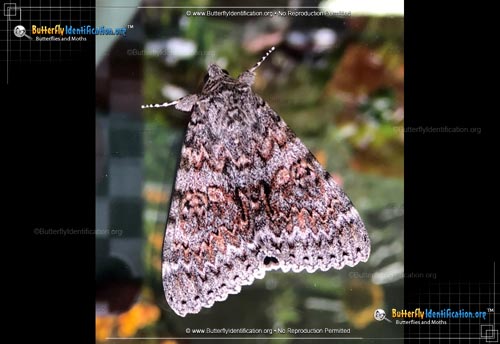 Thumbnail image #1 of the Joined Underwing Moth