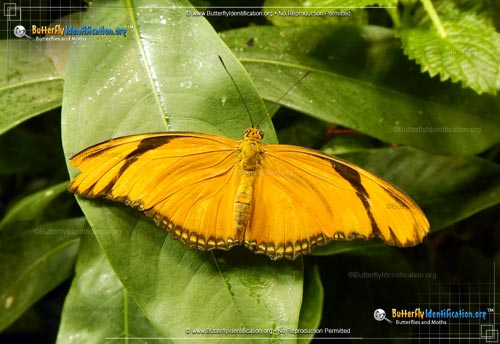 Thumbnail image #1 of the Julia Longwing Butterfly