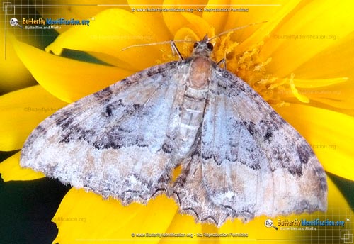 Thumbnail image #1 of the Juniper Carpet Moth