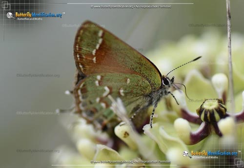 Thumbnail image #1 of the Juniper Hairstreak Butterfly